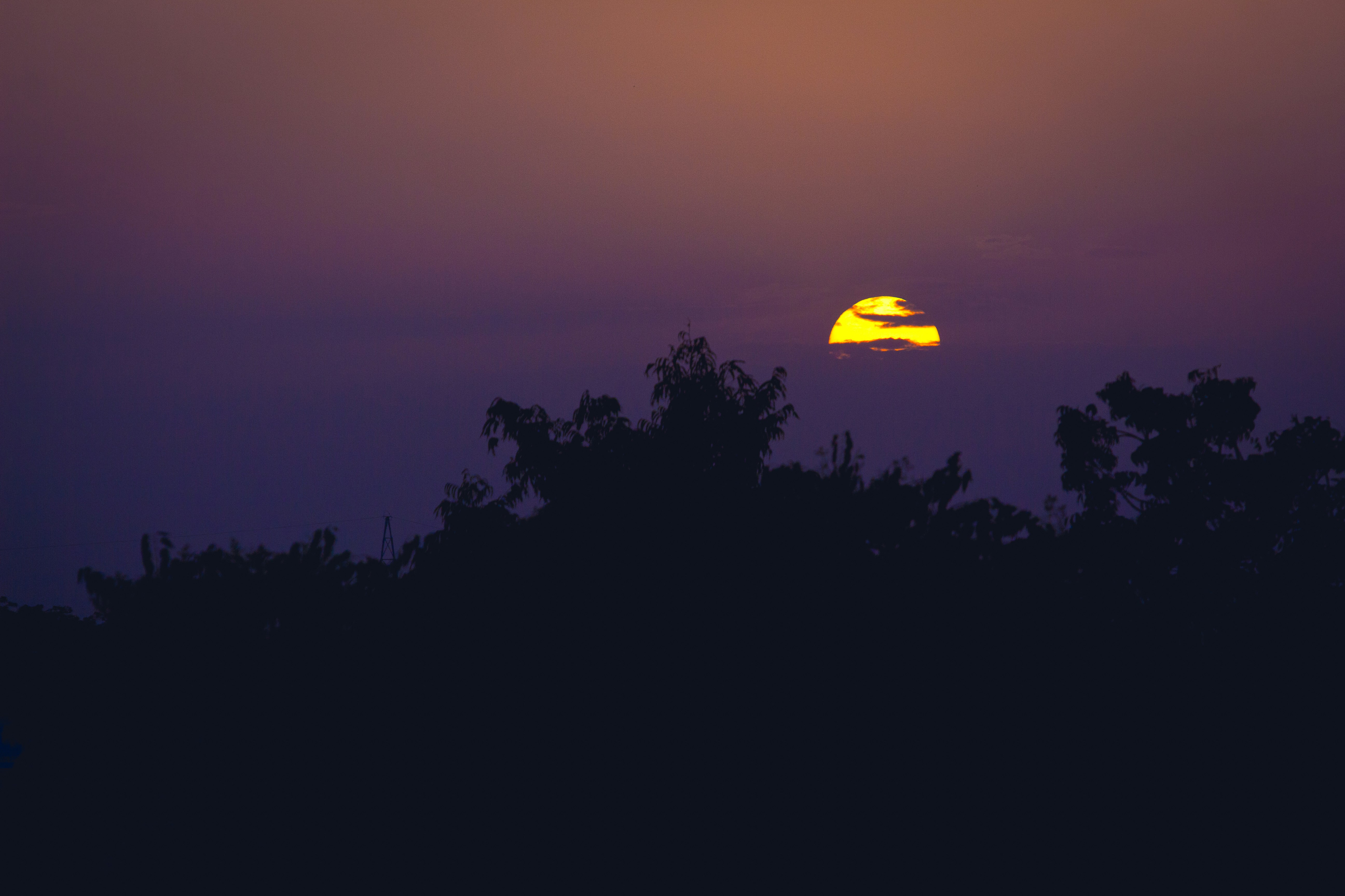 silhouette photography of trees